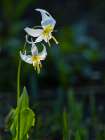 Usa-Mount Rainier National Park-Great White Fawn lily Art Print